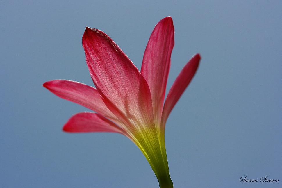 red petaled flower, lily HD wallpaper
