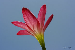 red petaled flower, lily