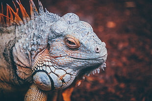 closeup photography of gray iguana