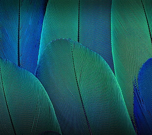 green and blue feathers HD wallpaper