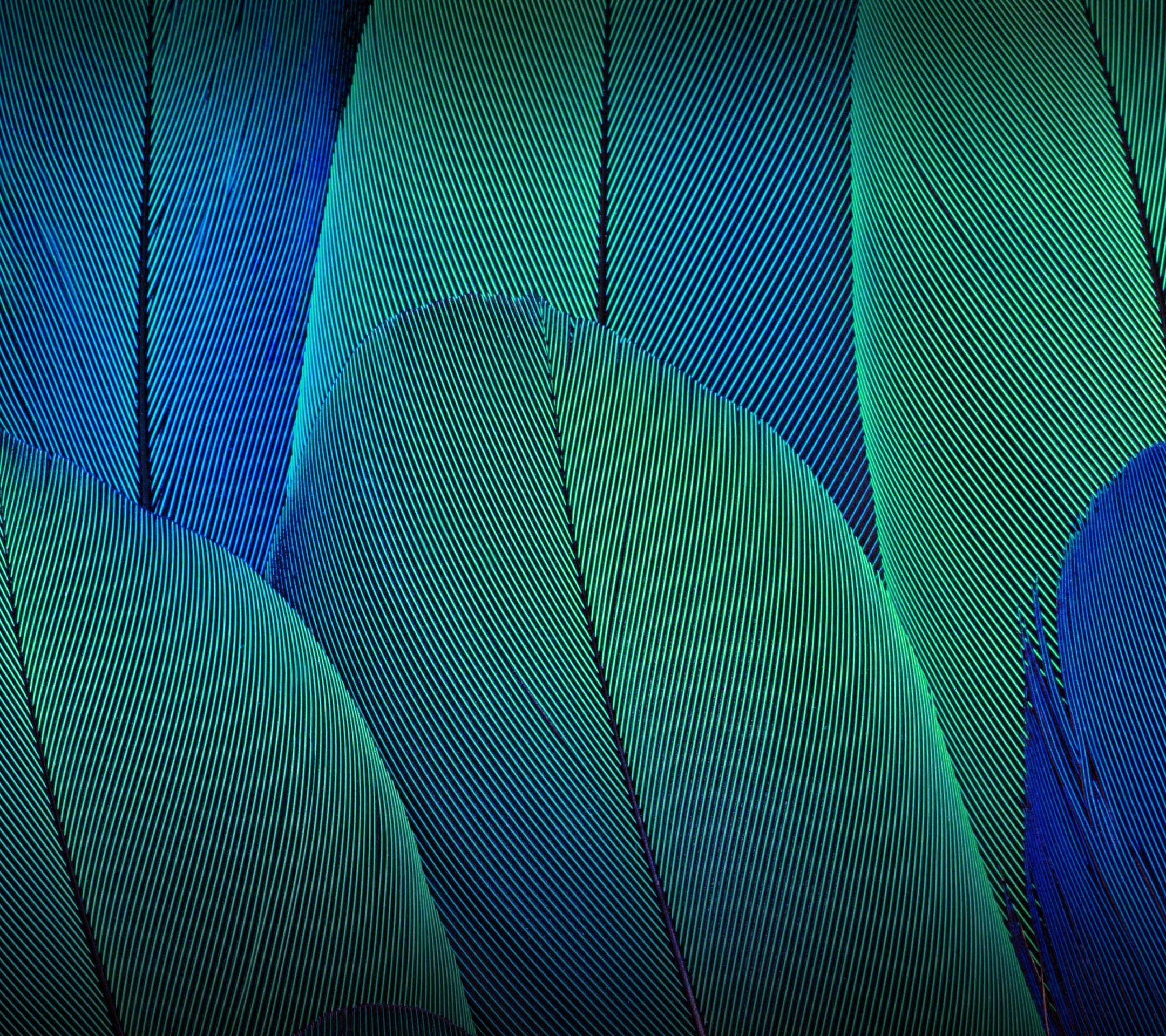 Blue and green feathers HD wallpaper