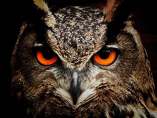 closeup photography brown and black owl face