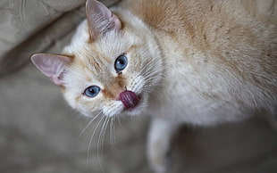 shallow focus photography of orange cat