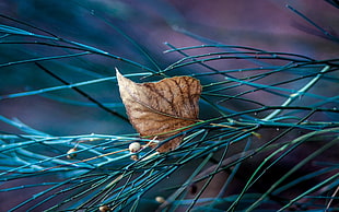 brown dried leaf on plant branch, leaves, nature, macro, twigs