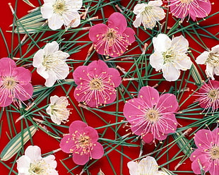 pink and white petaled flowers close up photo HD wallpaper