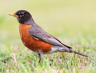 shallow focus photography of brown, black and orange short beak bird