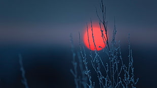 shallow focus of grey twigs and sunset