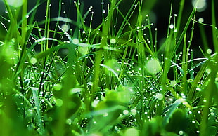 shallow focus photograph of dew drops on green leaves