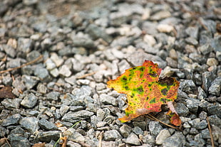 selective focus photography of yellow, green, and brown leaf on top of pebbles