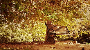 photo of brown wooden bench near tree