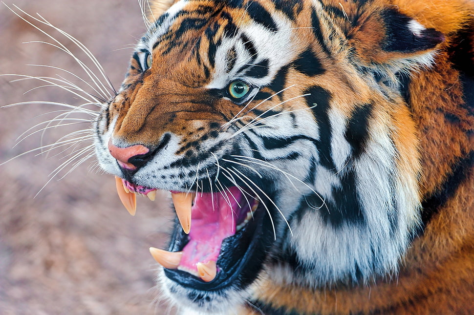 close up photo of brown tiger HD wallpaper