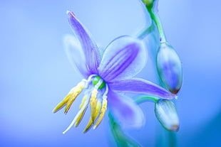 purple petaled flower in close-up photo