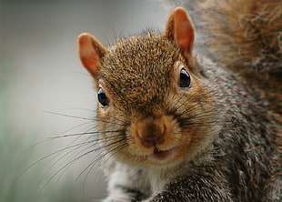 depth of field photography of white and brown squirrel