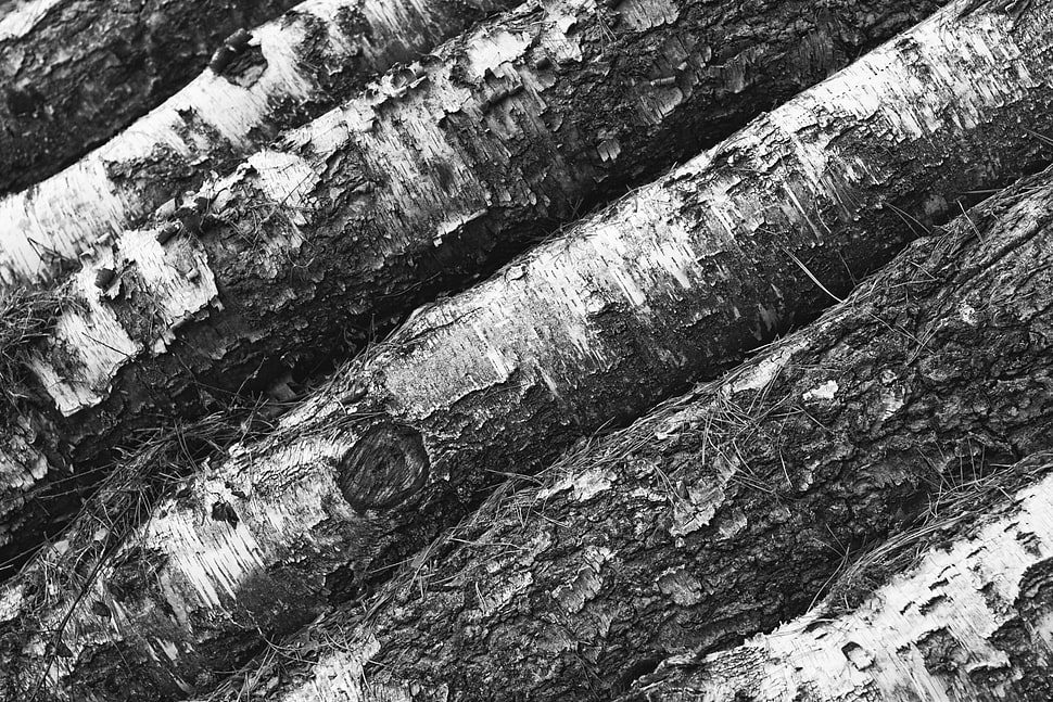 gray wood, Tree, Bark, Bw HD wallpaper