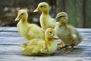 four ducklings on brown wood surface during daytime