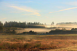 green and brown grass field in front of fog