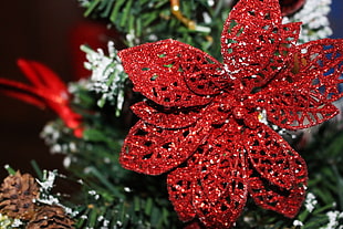 closeup photo of red Christmas tree flower
