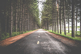 landscape photography of empty road between green leaf trees