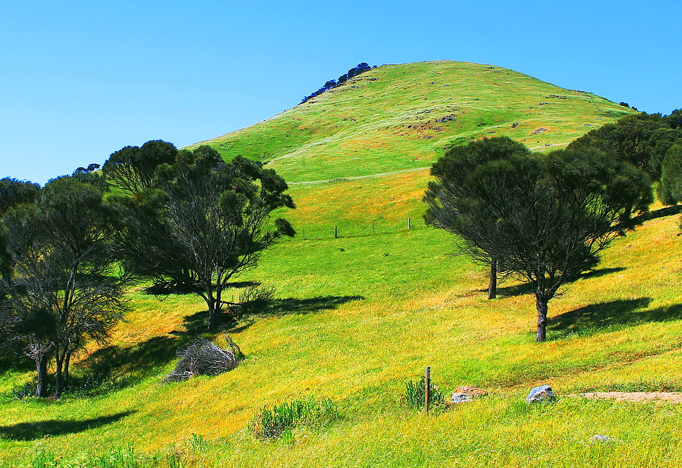 green leaf trees, australia, adelaide HD wallpaper