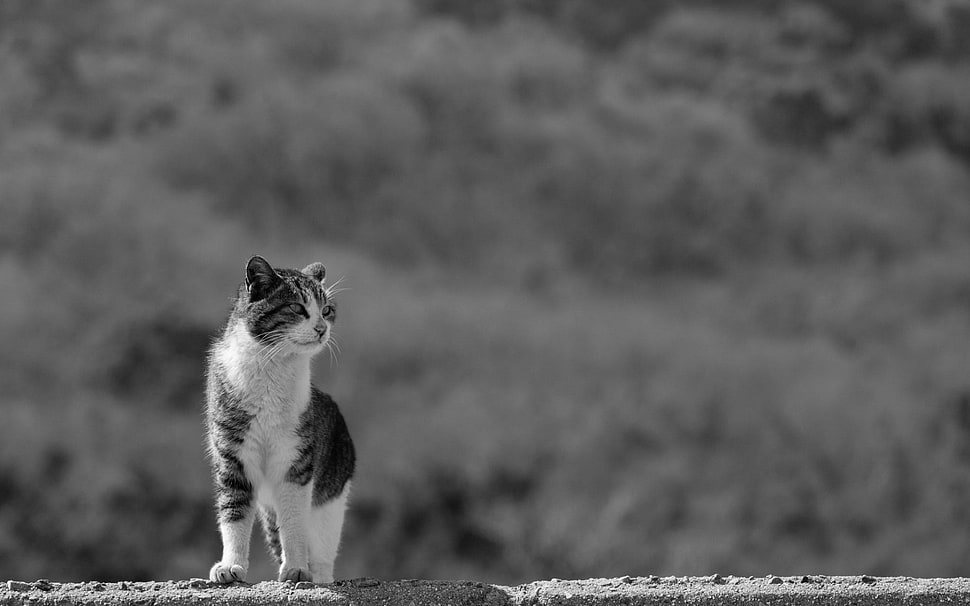 black and white cat, cat, animals HD wallpaper