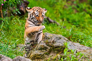 animal photography of baby tiger jumping near the rock with clear field grass HD wallpaper