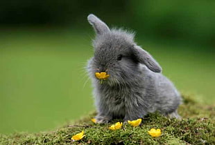 gray rabbit eating yellow flower
