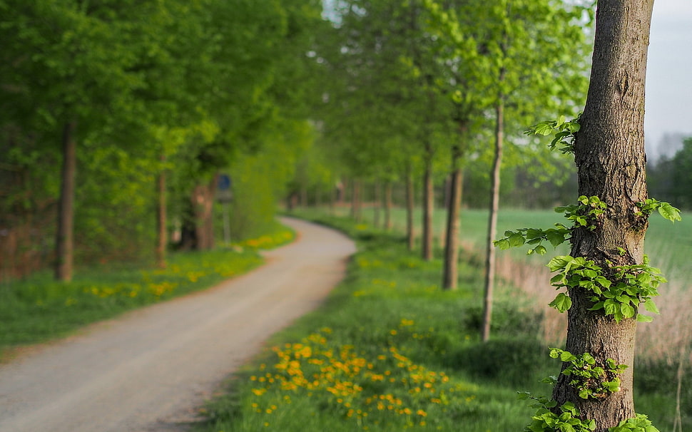 green road surrounded by trees HD wallpaper