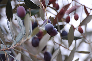 closeup photo of purple and red fruits