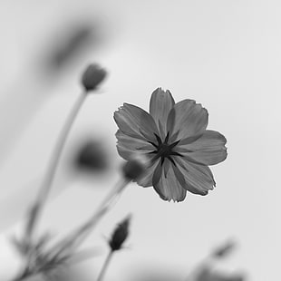 greyscale photo of Cosmos flower HD wallpaper