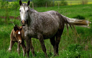 gray horse with brown donkey