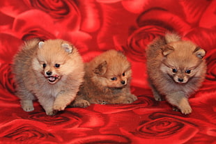three tan Pomeranian puppies HD wallpaper