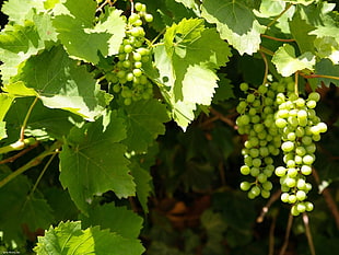selective focus photograph of grapes HD wallpaper