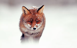 shallow focus photography of brown and white fox on snow