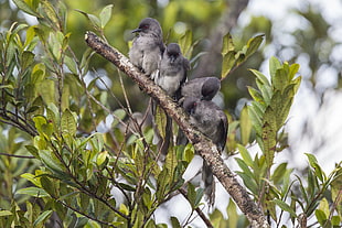 four gray birds on gray tree branch