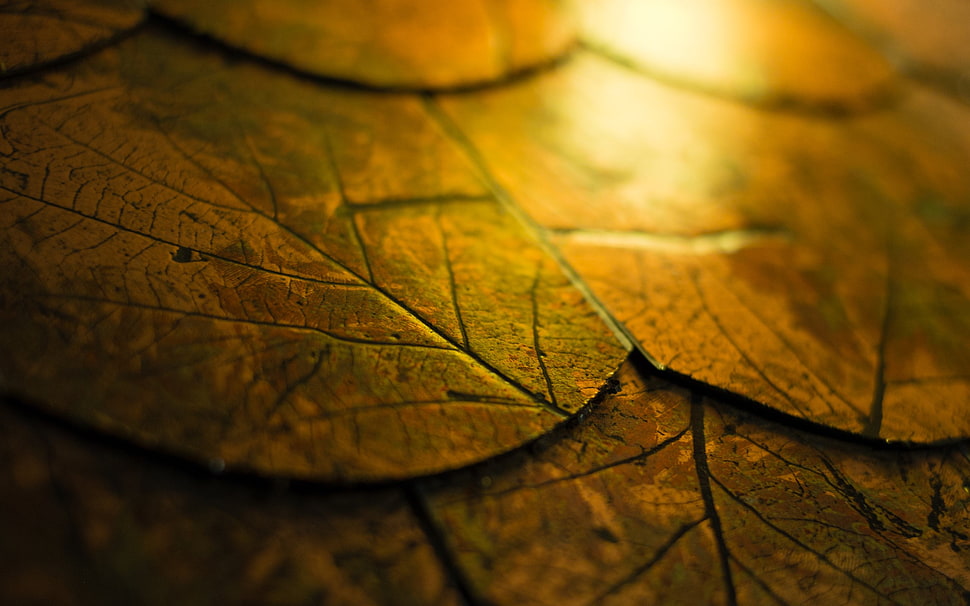 close-up photo of brown leaves HD wallpaper