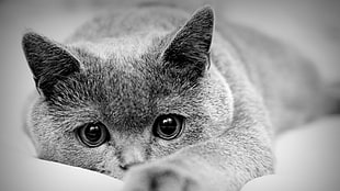 short-fur cat grayscale photo, cat, monochrome, animals