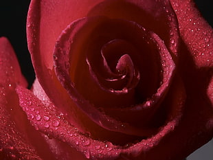 macro photography of dewdrops on red Rose flower