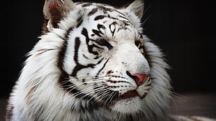 white tiger, tiger, white tigers, animals HD wallpaper
