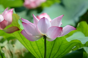 close up photo of pink lotus flowers at daytime