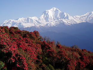 bed of red petaled flowers, Nepal, Himalayas, mountains
