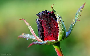 black and red Rose flower
