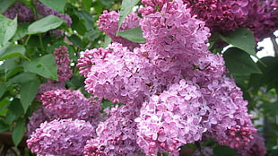 pink Lilacs closeup photo