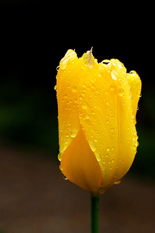 yellow tulip flower with dewdrops