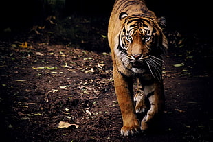 brown and black Tiger wallpape, tiger, animals, nature HD wallpaper