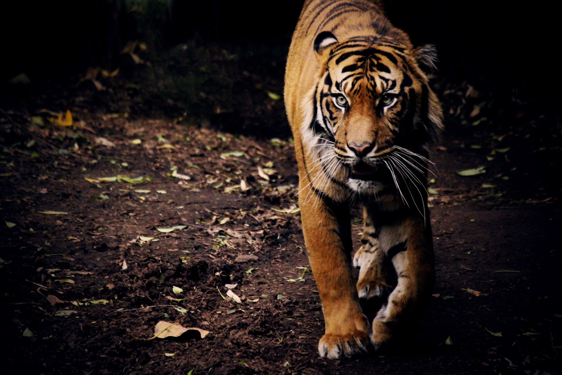 Левый тигр. Лев и тигр. Одинокий тигр. Тигр на черном фоне. Лев тигр на черном фоне.