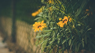 yellow and red petaled flower, depth of field, flowers, fence, yellow flowers