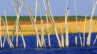 bare trees, landscape