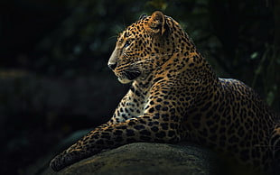 Leopard lying on rock near trees