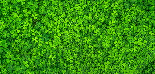 green clover plant HD wallpaper
