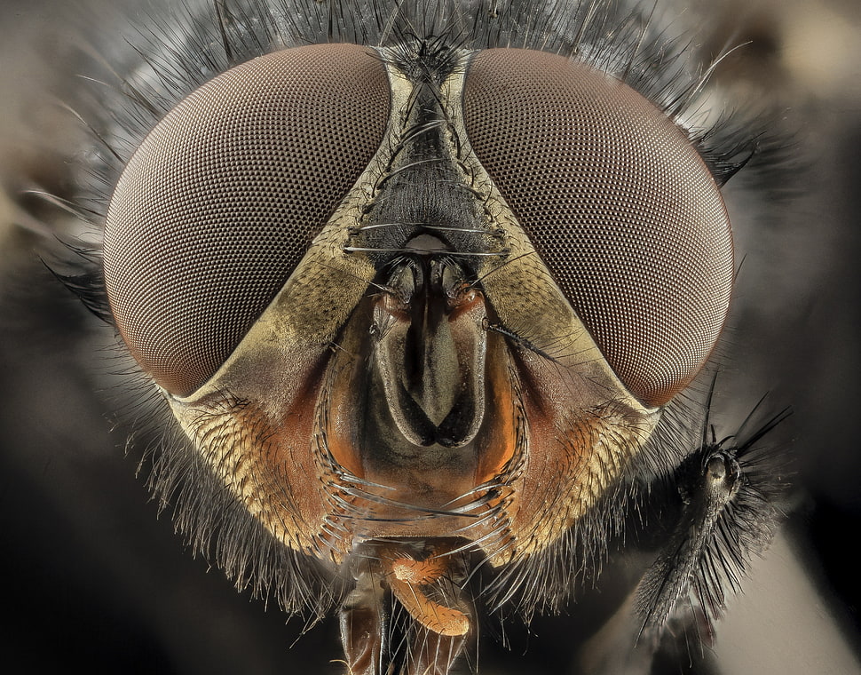 macro photography of black fly, insect, macro, closeup, bees HD wallpaper